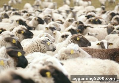 篮球直播入口全攻略：slots平台如何颠覆你的观赛体验